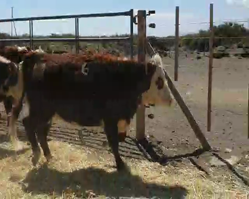 Lote VAQ. PR C/GARANTIA DE PREÑEZ  "Cab. Pelahuencó de Finkelstein Miltón"