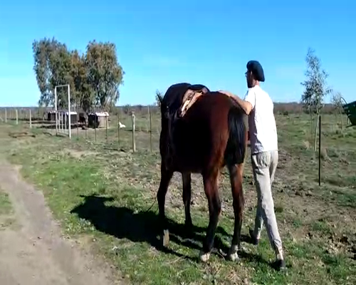 Lote EQUINO DE TRABAJO MACHO CASTRADO "Segatori Dardo"