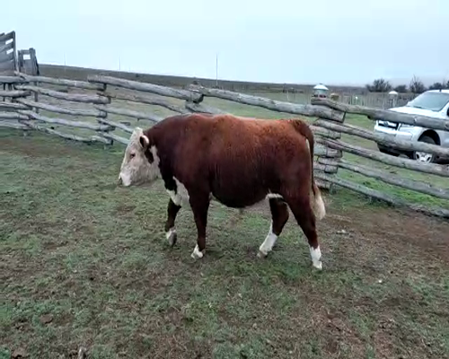 Lote TORO PP  "Ea. Y Cab. Rio Pico"