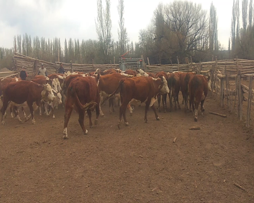 Lote Vacas con garantía de preñez "Est. Don Julio"