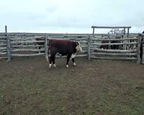 Lote TOROS PP  "Ea. Y Cab. Rio Pico"
