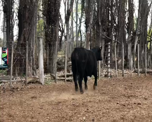 Lote TORO PP "Cab. Don Humberto"