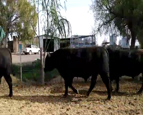 Lote TOROS "Segatori Dardo"