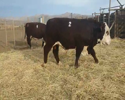 Lote TORO PR  "Cab. Pelahuencó de Finkelstein Miltón"
