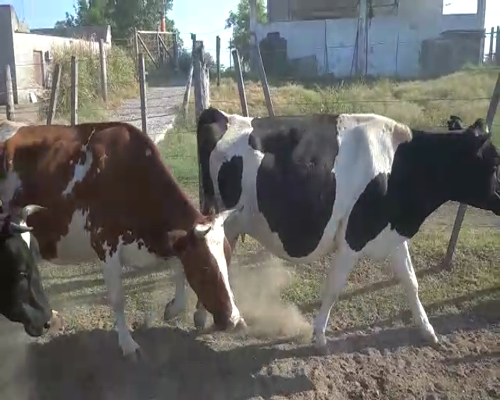 Lote Vacas en produccion sapino 2