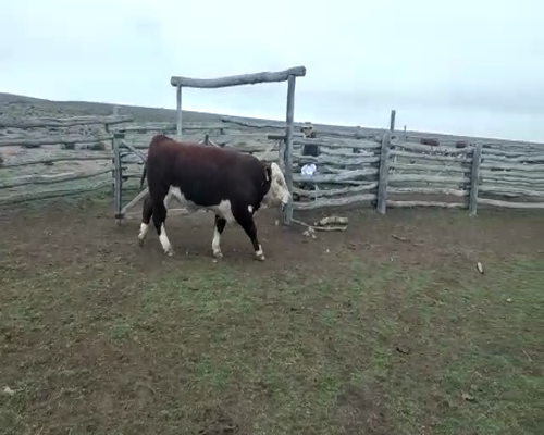 Lote TOROS PP  "Ea. Y Cab. Rio Pico"