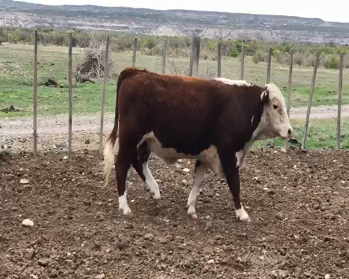 Lote TORITOS "El Molino"