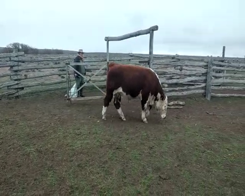 Lote TOROS PP  "Ea. Y Cab. Rio Pico"