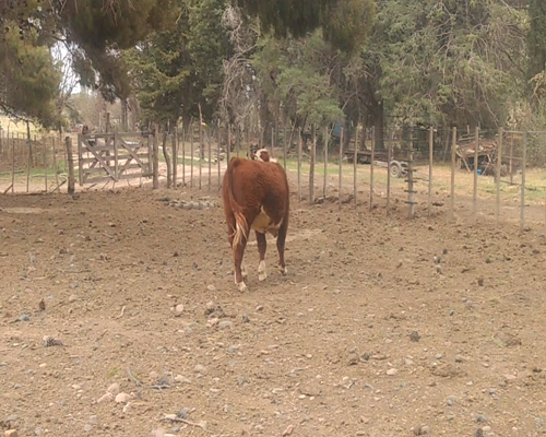Lote TORITOS "El Molino"