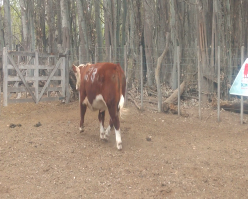 Lote TOROS PP  "Cab. Don Humberto"