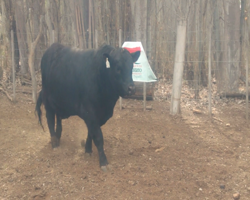 Lote TORO PP "Cab. Don Humberto"