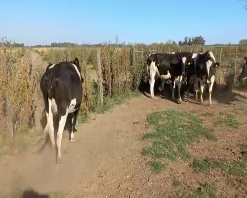 Lote Vaquillonas preñadas san pablo 2