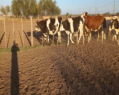 Lote Vaquillonas preñadas caraguata 3