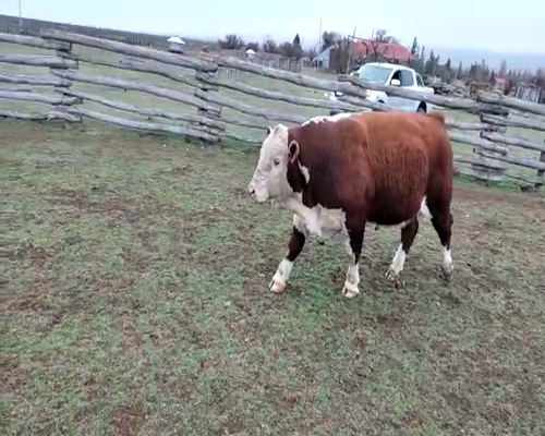 Lote TORO PP  "Ea. Y Cab. Rio Pico"