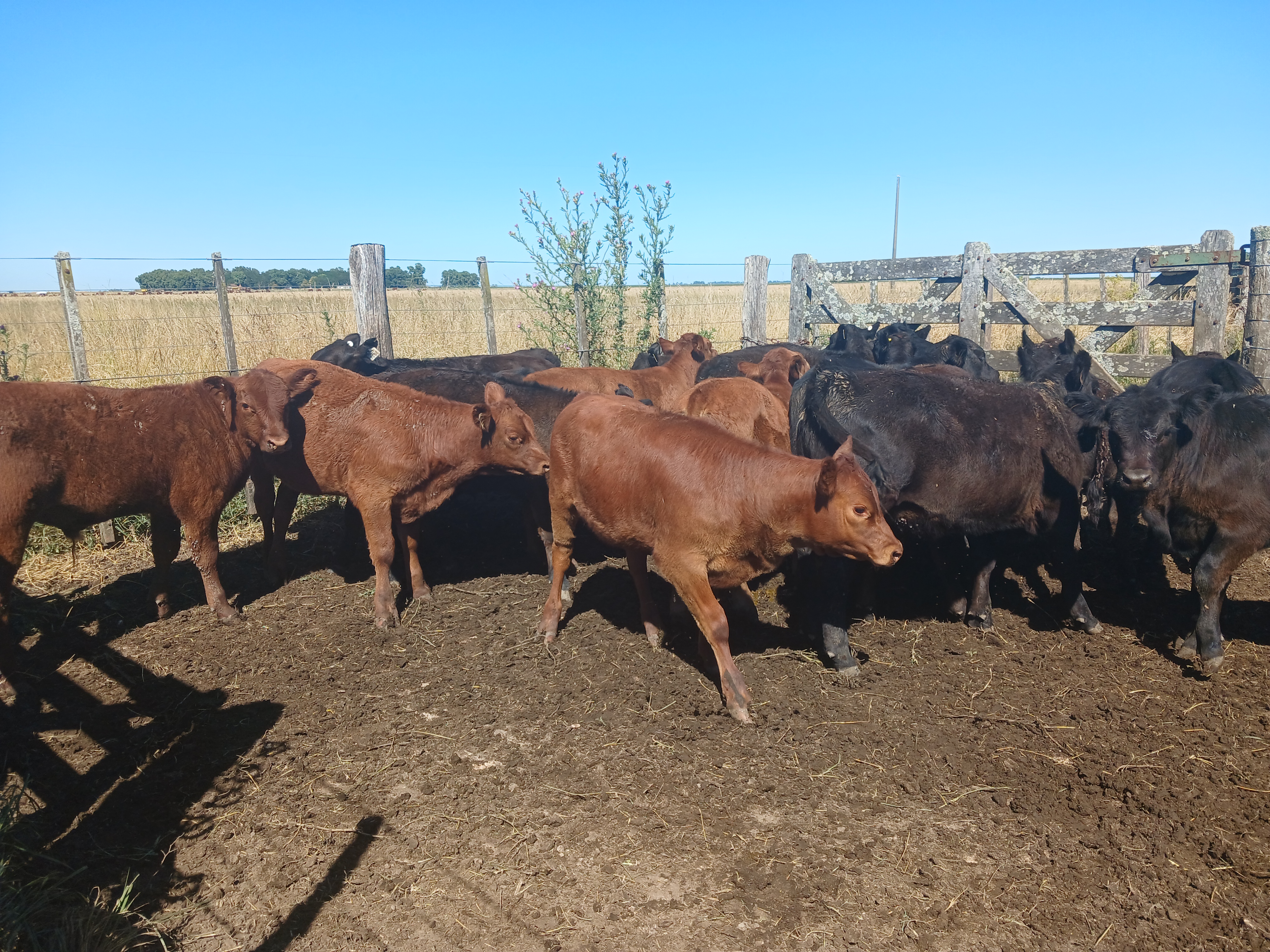 Taueritos Ranch Monasterio Tattersall S.A. - 20 Terneros/as en Rauch