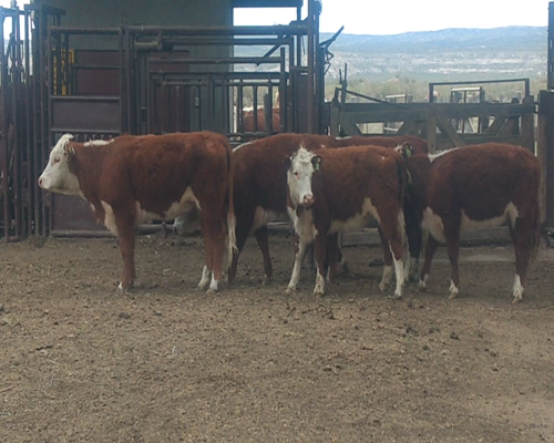Lote Terneras para entorar otoño 2021 "EL MOLINO"