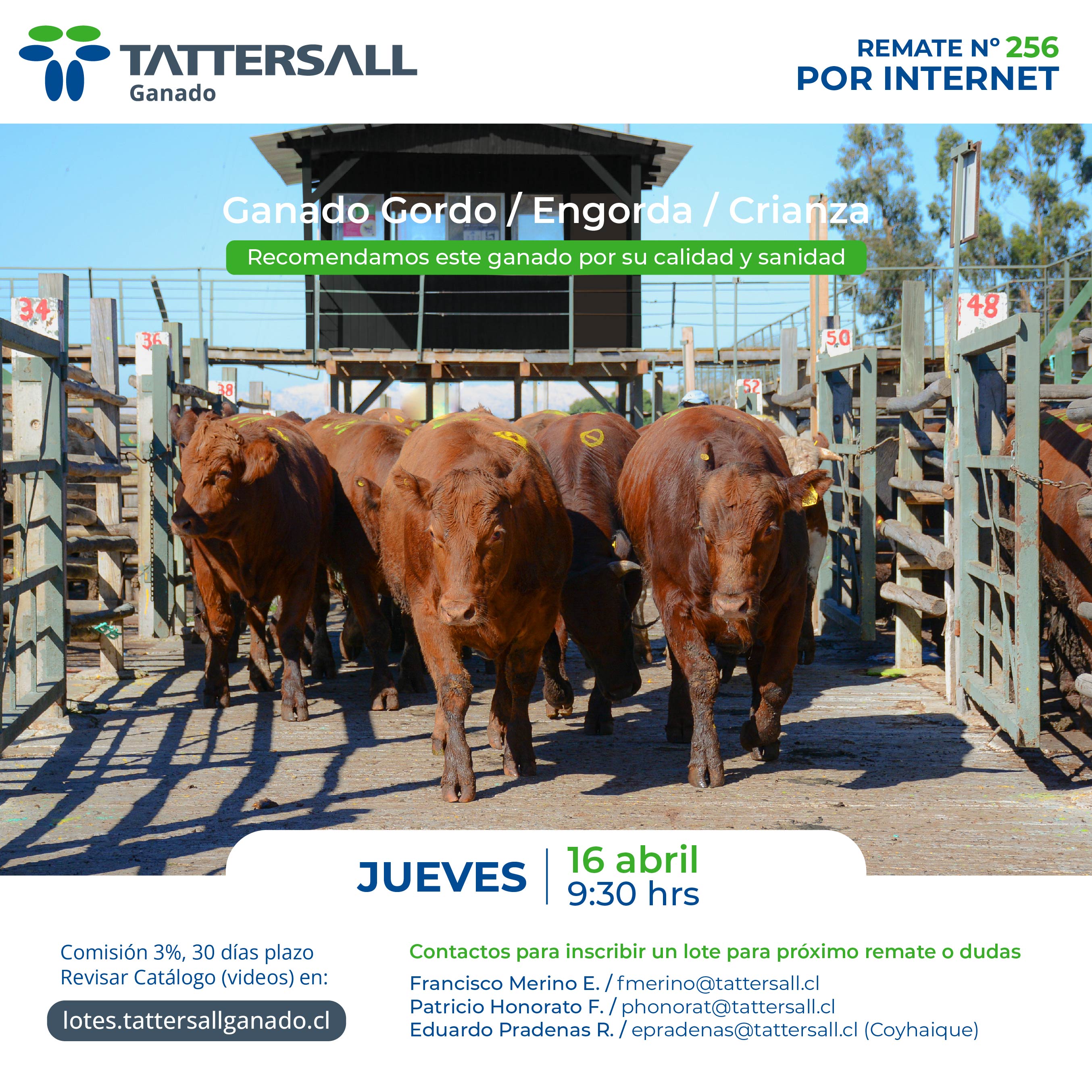 16 de Abril Ganado Crianza y Engorda