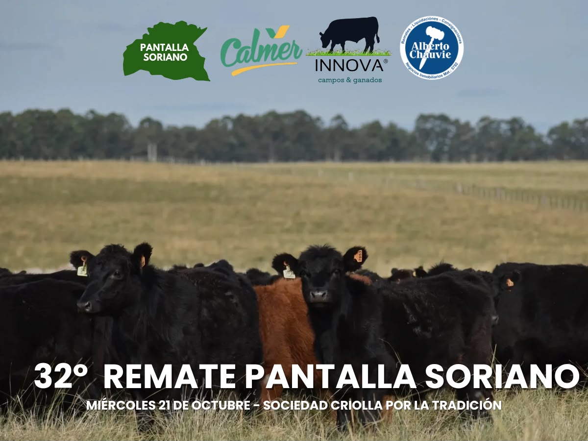 Afiche 26º Pantalla Soriano