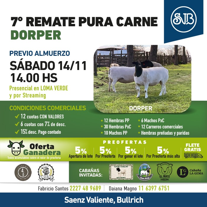 7° Rte. Pura Carne - DORPER