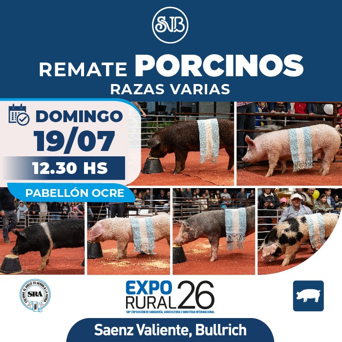 Porcinos - Razas varias