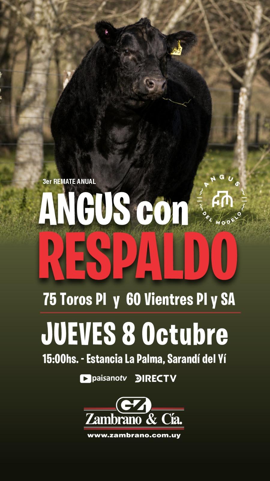 3° Angus con Respaldo