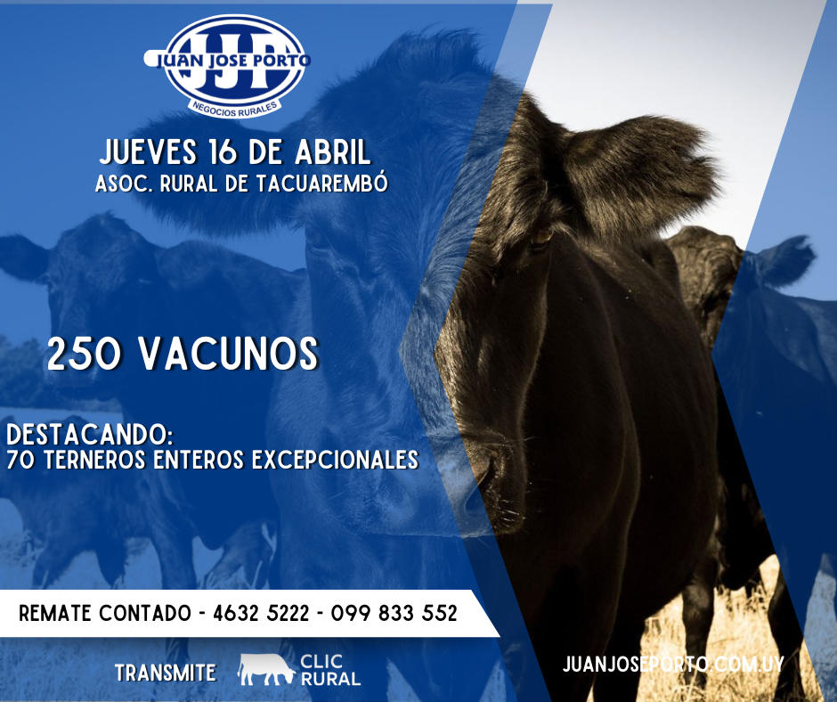 Feria mensual - Juan Jose Porto