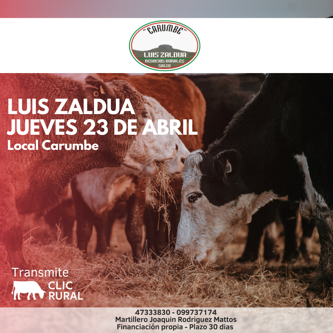 Afiche Feria Mensual - Local Carumbe