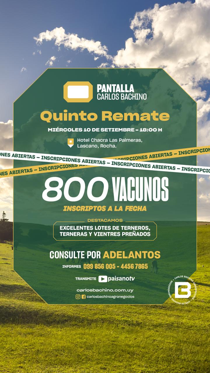 5º Remate Pantalla Bachino