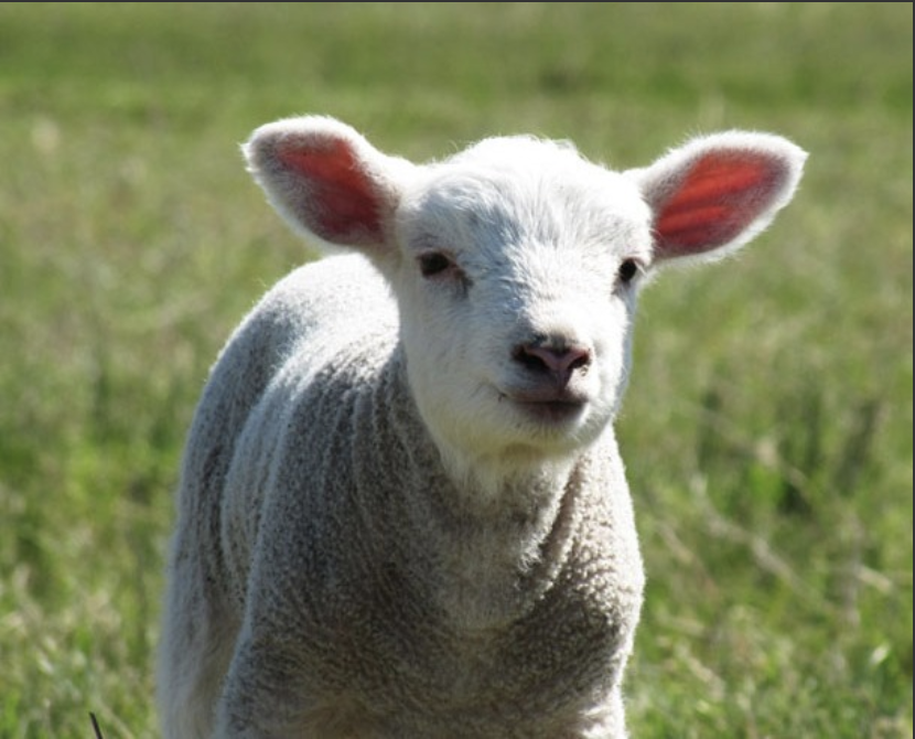 Afiche Frisona Milchschaf