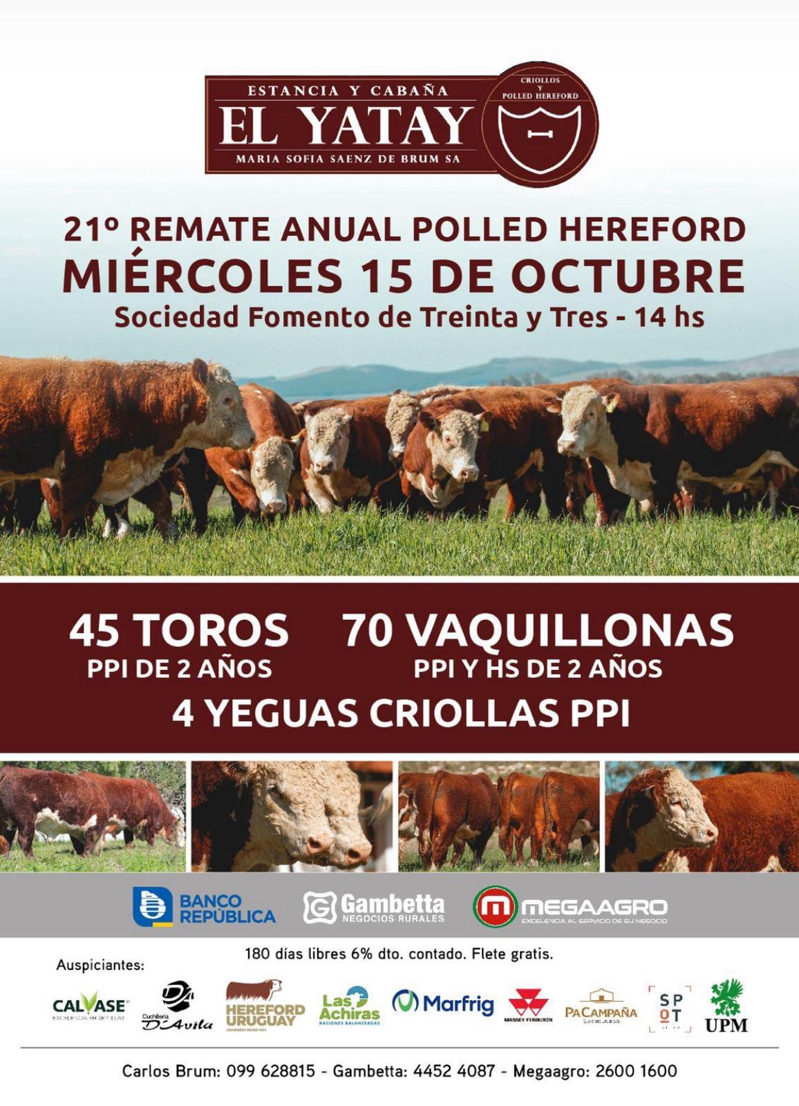 Remate 21º Remate Anual Polled Hereford - El Yatay