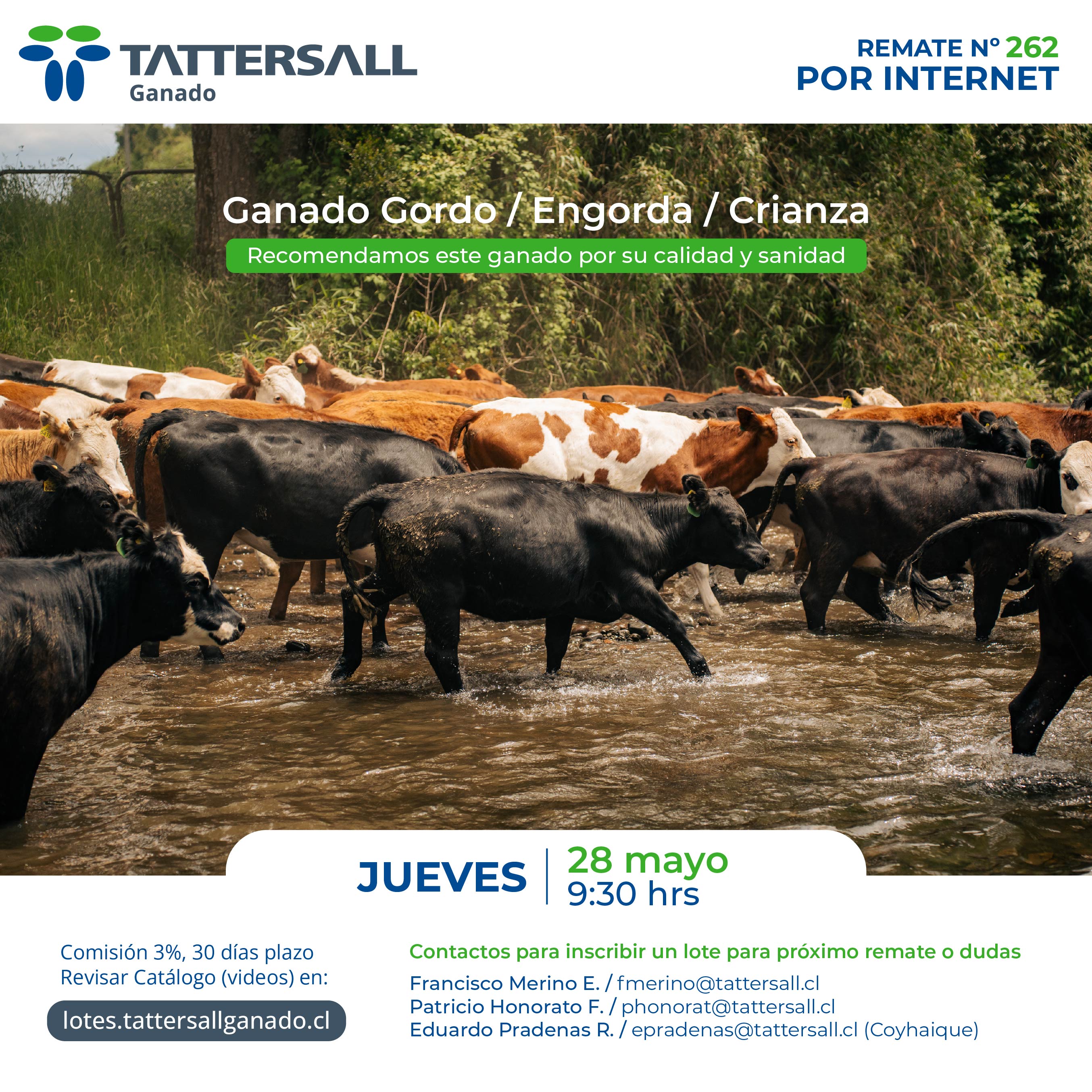 Remate 28 de Mayo Ganado Crianza y Engorda
