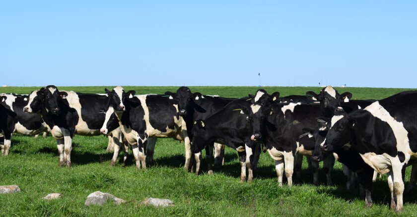 Establecimiento San Marcos de Nilo Pérez  - 150 Vaquillonas Holando SH