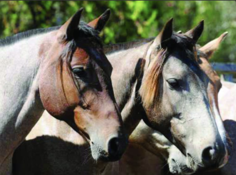 Afiche Nobleza Criolla