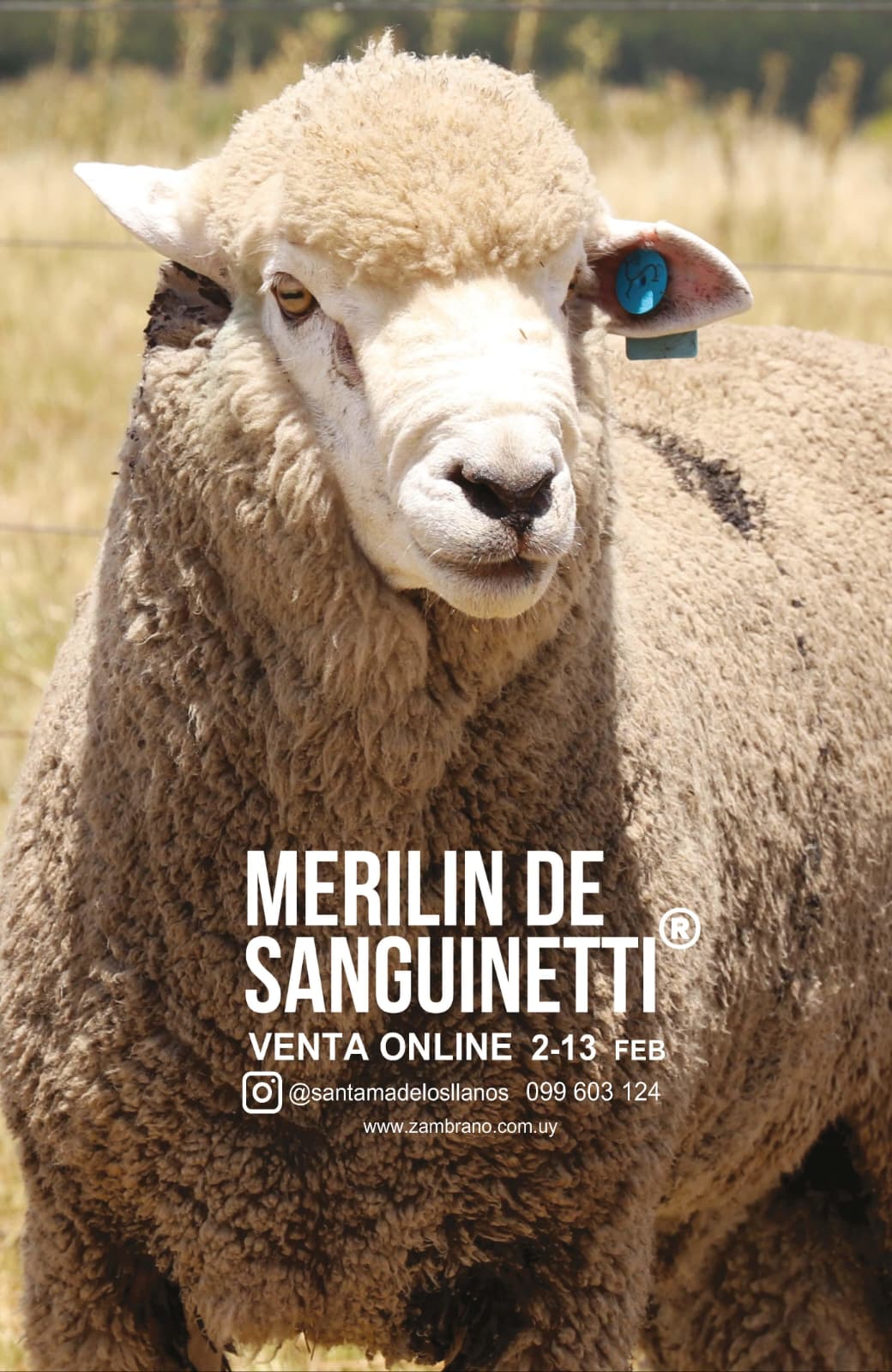 Venta Online - Merilin de Sanguinetti