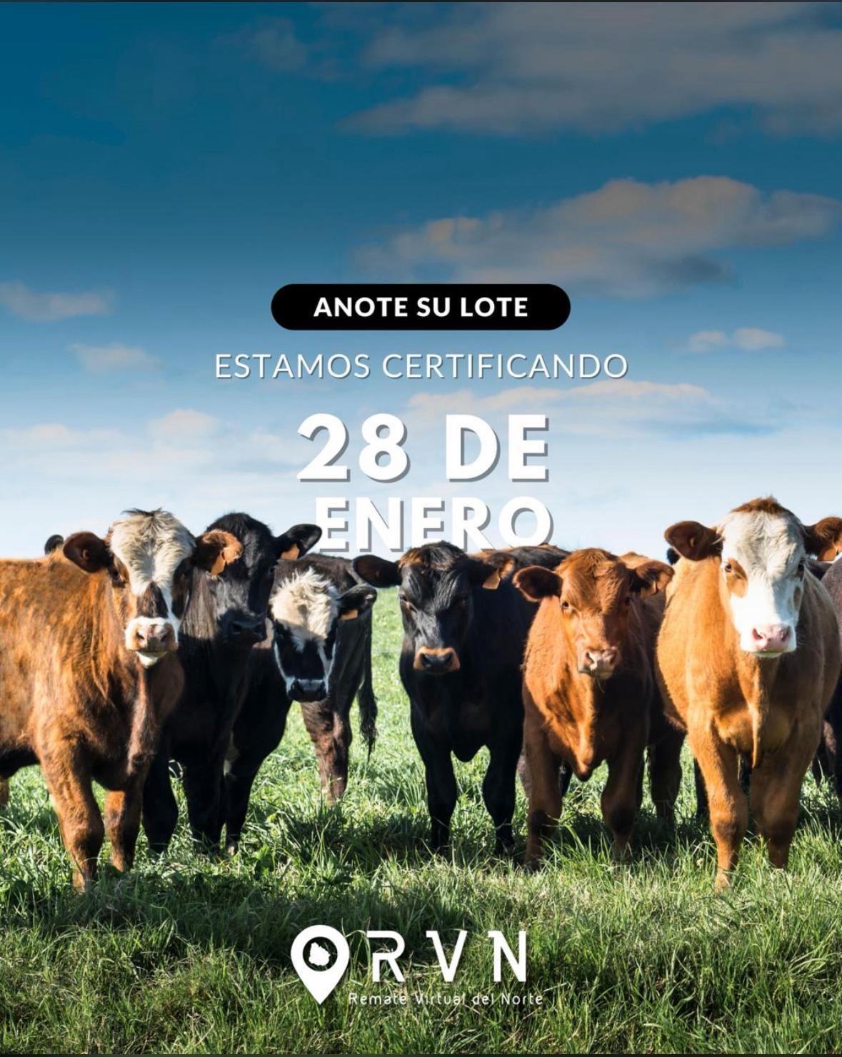 58º Remate Virtual del Norte