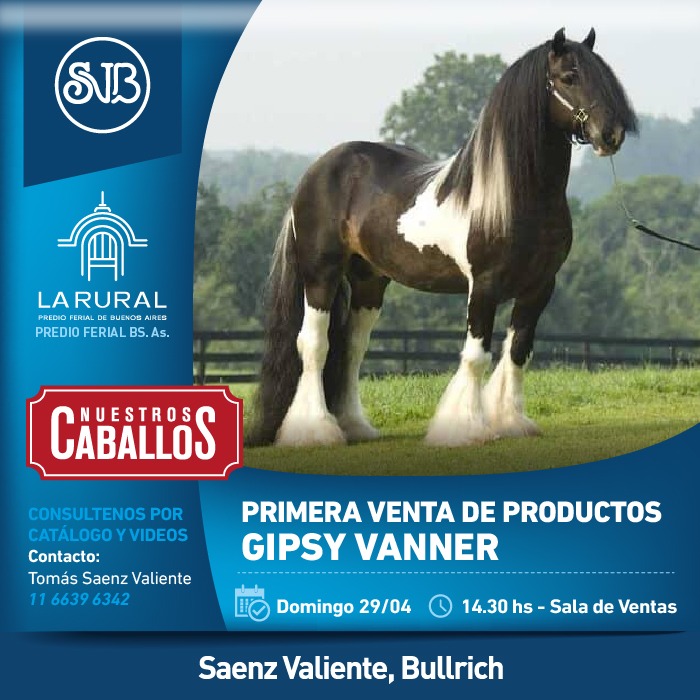 Gipsy Vanner