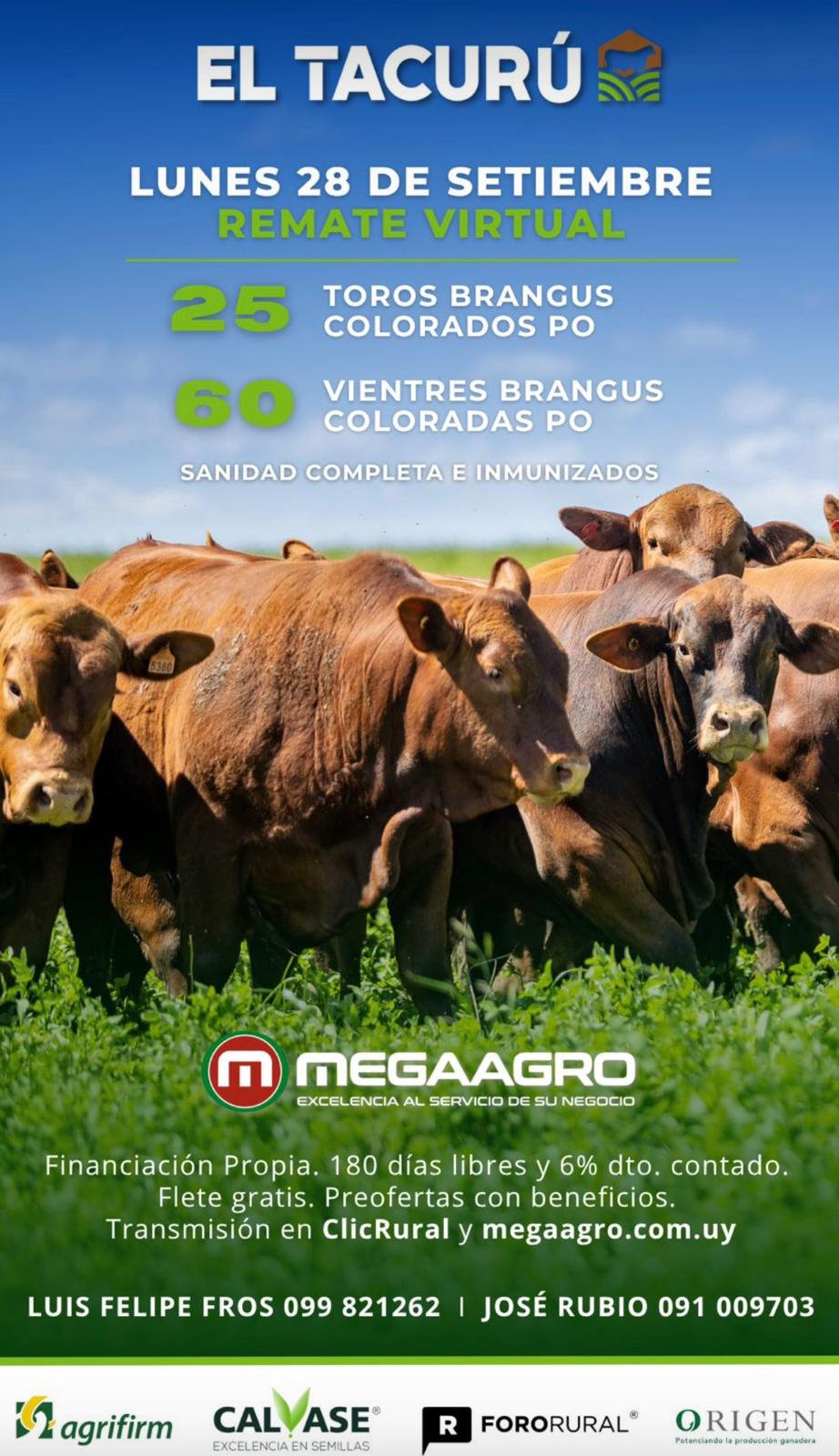 Afiche El Tacurú