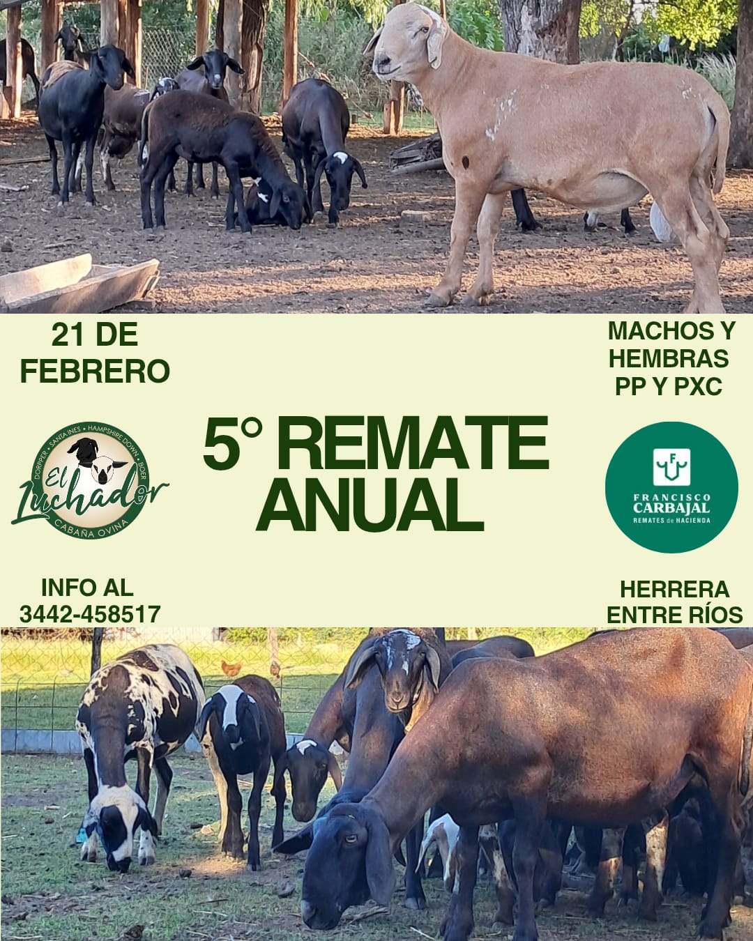 5° Remate - Cabaña El Luchador