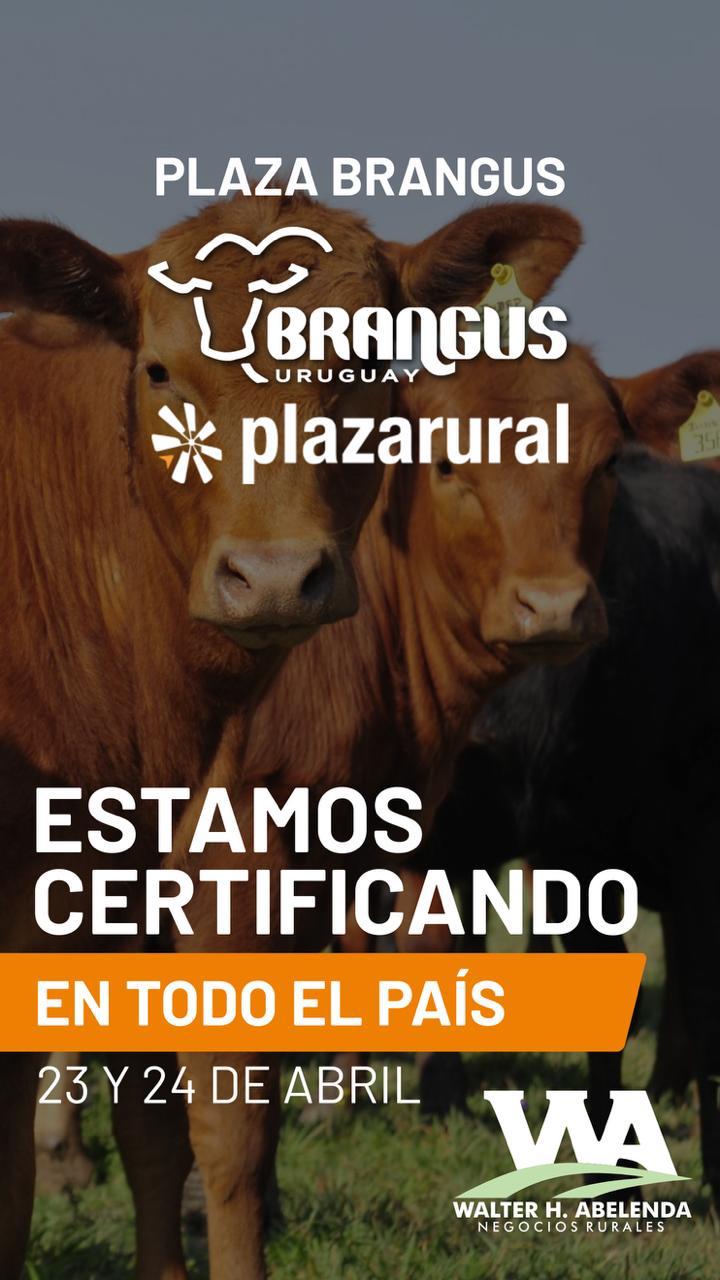 321º remate Plaza Rural