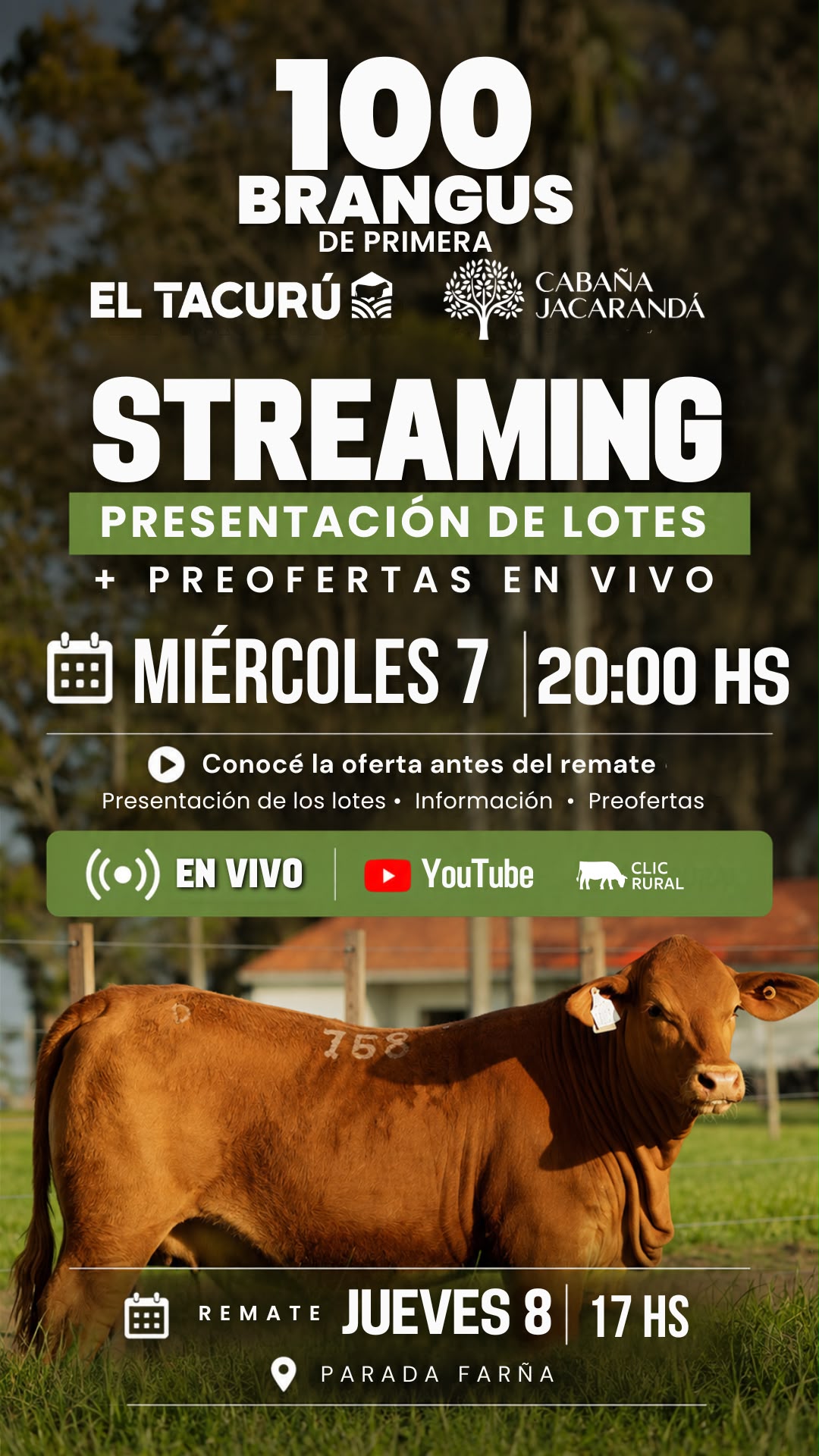 Presentacion Brangus de Primera / Jacarandá y El Tacuru