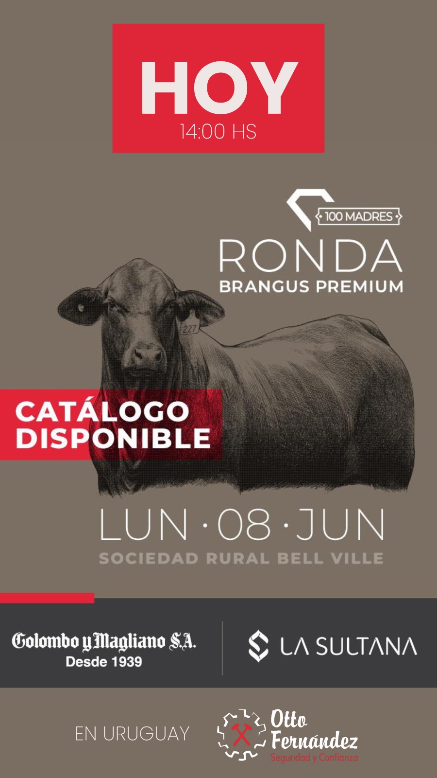 #9 RONDA BRANGUS PREMIUM