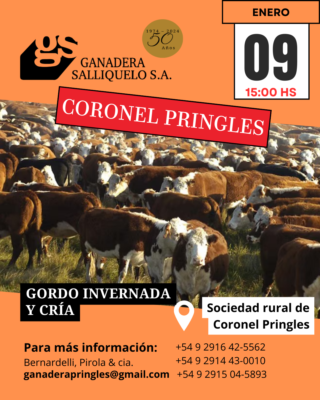 Remate REMATE FERIA EN CORONEL PRINGLES - Gordo, Invernada y Cría