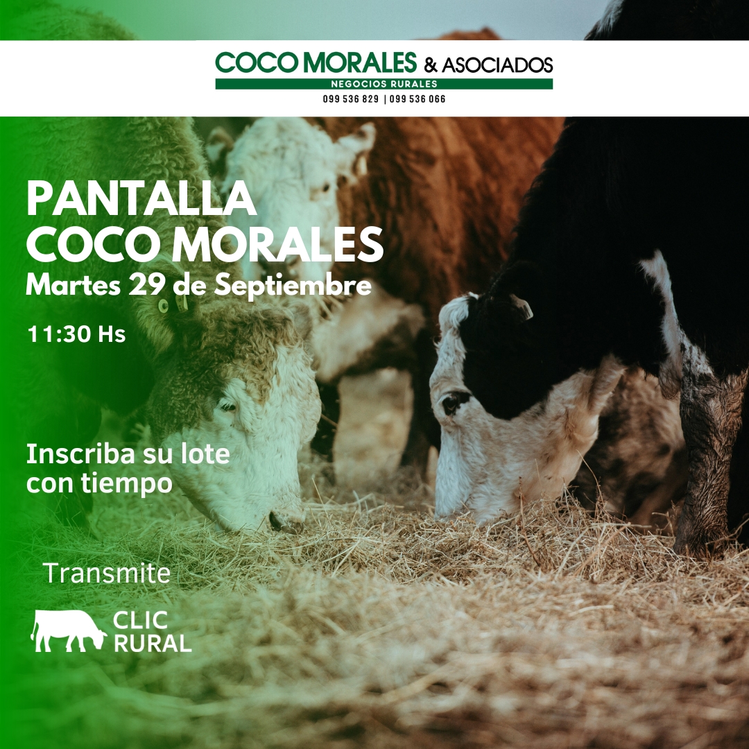 Afiche Pantalla Coco Morales
