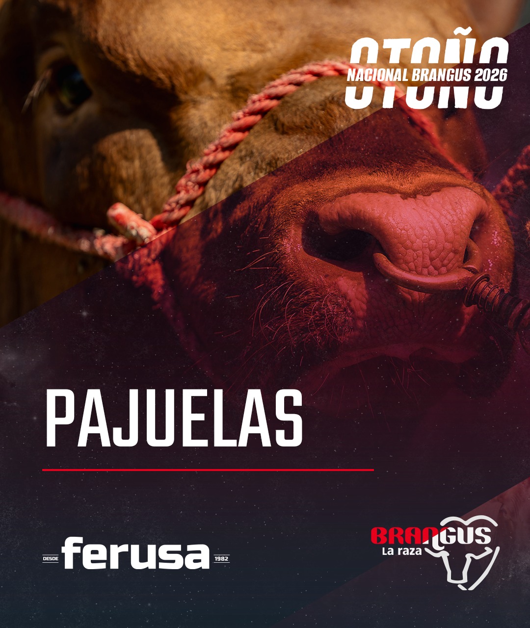 Remate Pajuelas – Nacional Brangus Otoño
