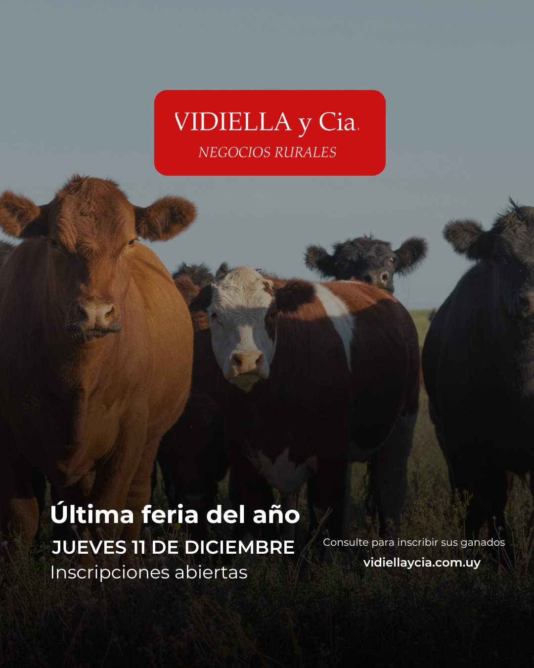 Remate Ultima feria del año - Vidiella y Cia