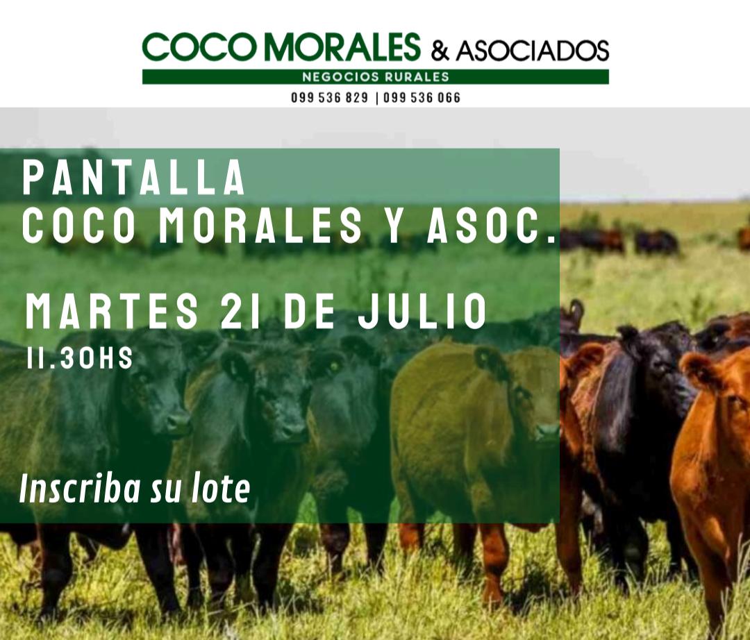 Remate Pantalla Coco Morales