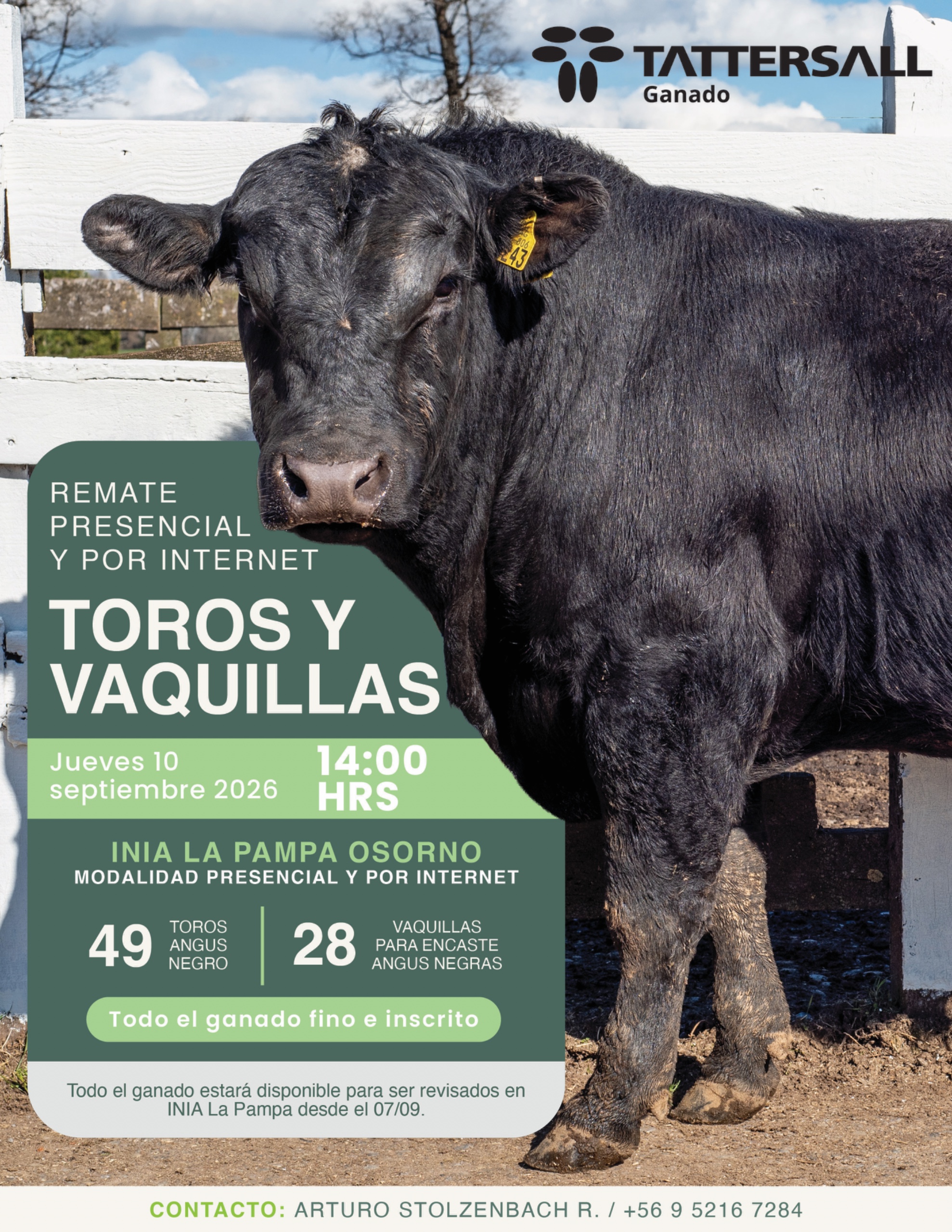 Afiche 10 de Septiembre Toros y Vaquillas INIA La Pampa Osorno