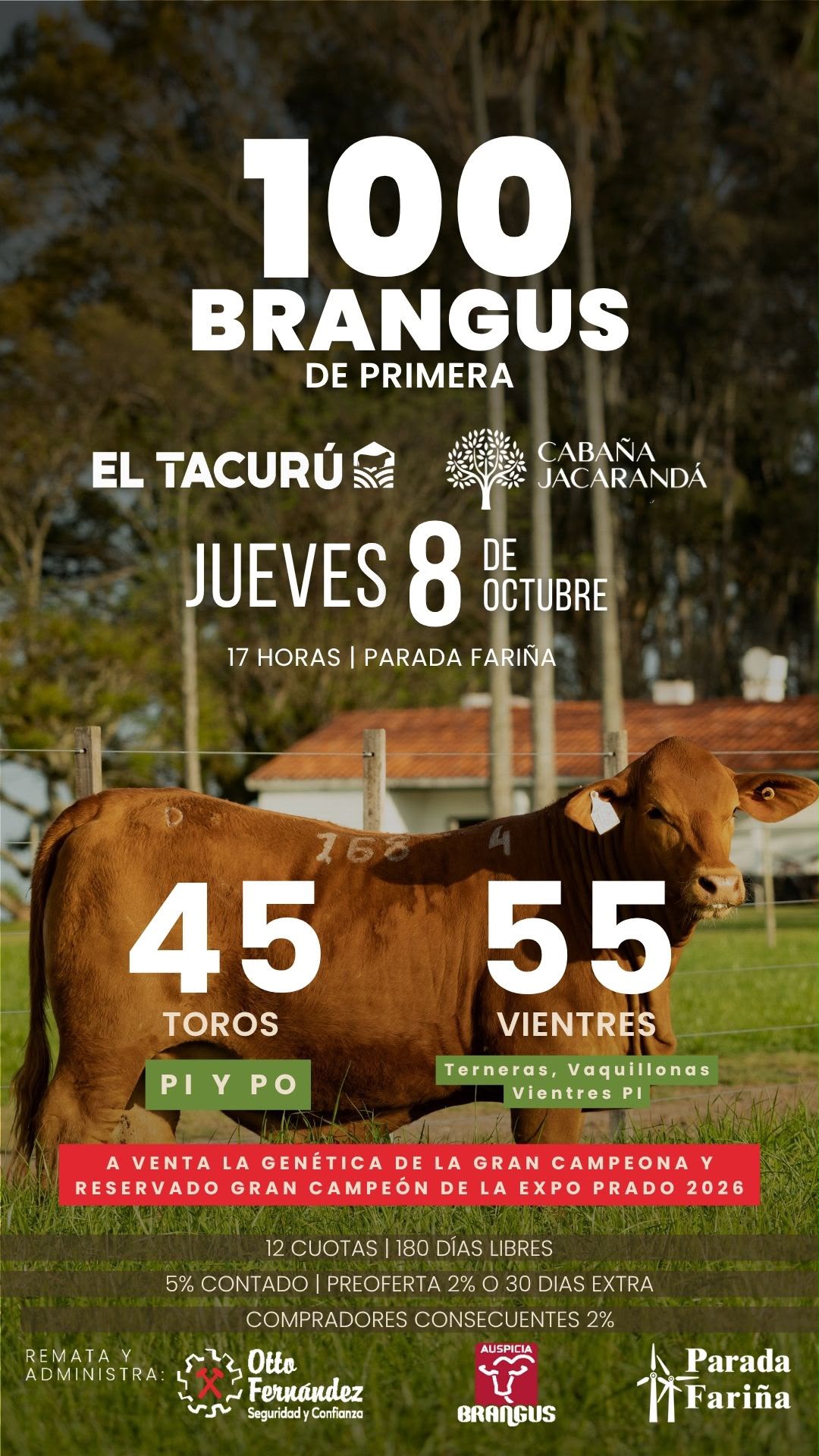 Brangus de Primera / Jacarandá y El Tacuru