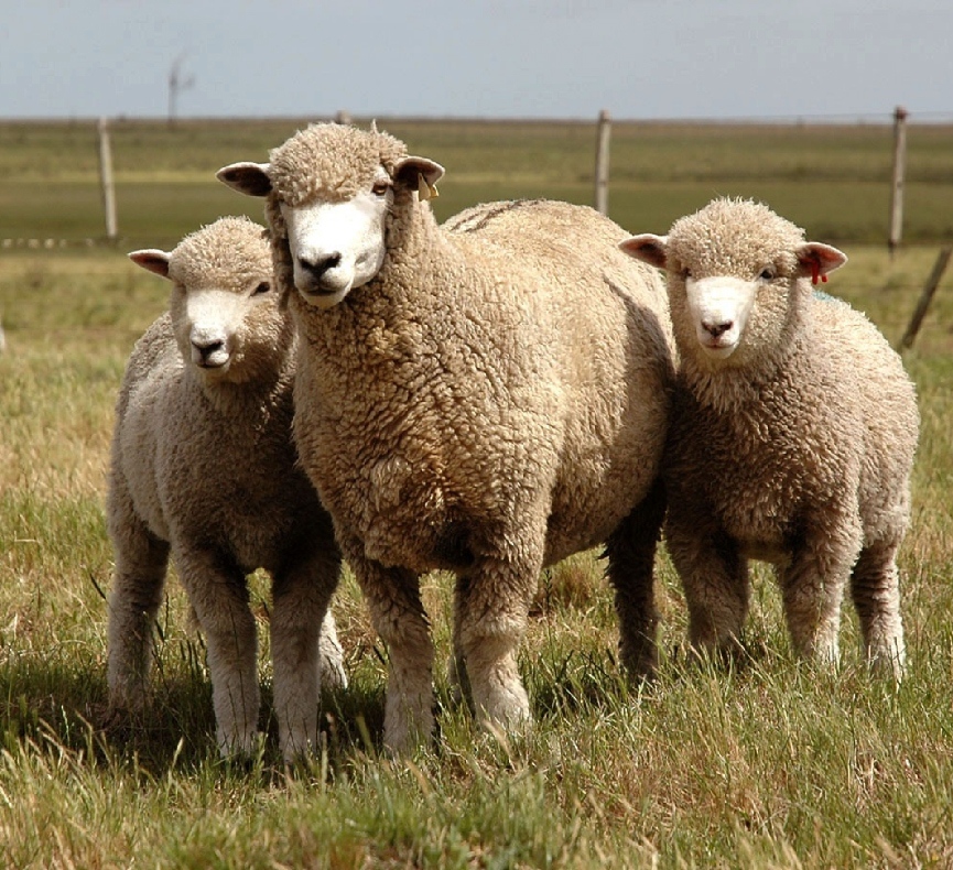 Afiche Corriedale de Elite