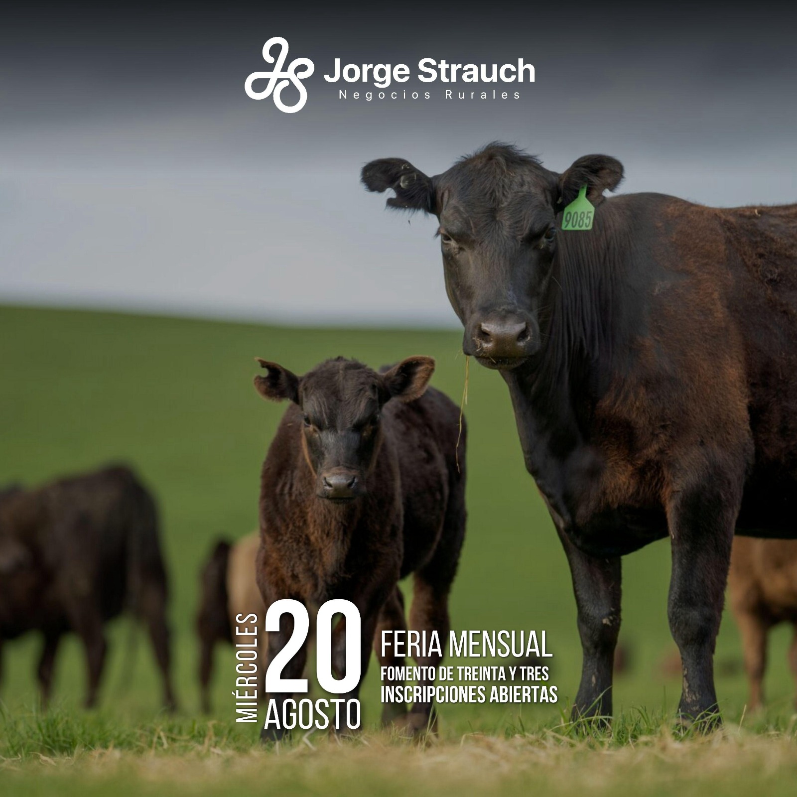 Remate Feria Mensual - Jorge Strauch